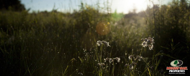 Field grass sunshine flowers foreground free wallpaper for desktop - medium preview image
