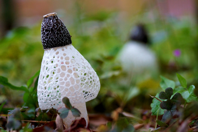 White mushroom black cap macro free wallpaper for desktop - medium preview image