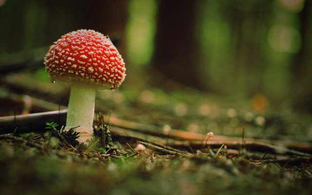 Small red mushroom forest ground free wallpaper for desktop - medium preview image