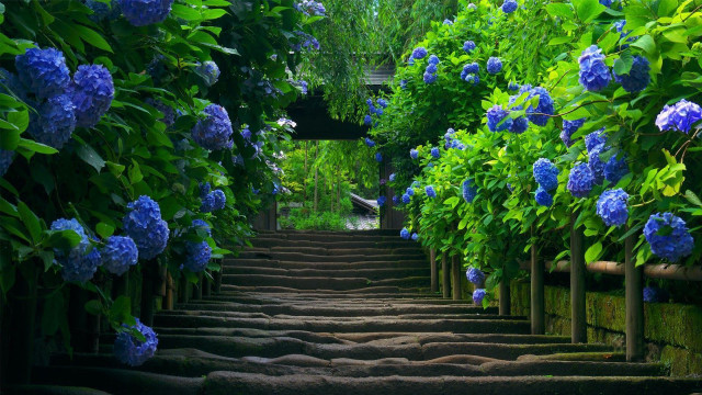 Steps blue flowers walkway leading #7 free wallpaper for desktop - medium preview image