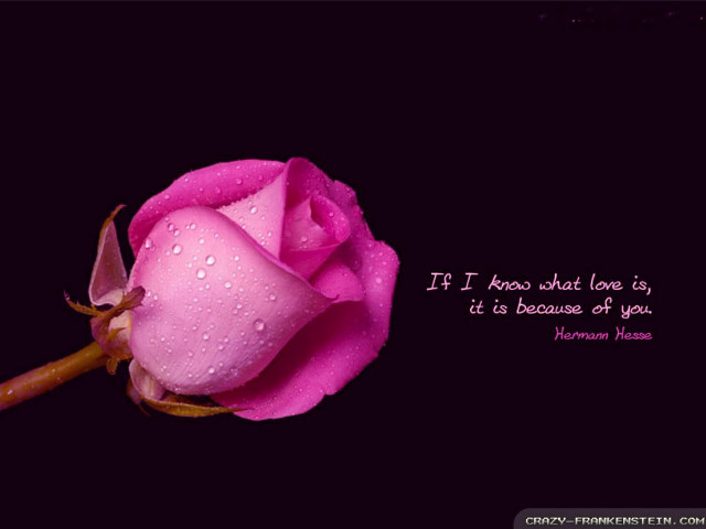 Pink rose quote love because free wallpaper for desktop - medium preview image