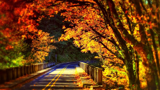 Fall road trees fence leaves #3 free wallpaper for desktop - medium preview image