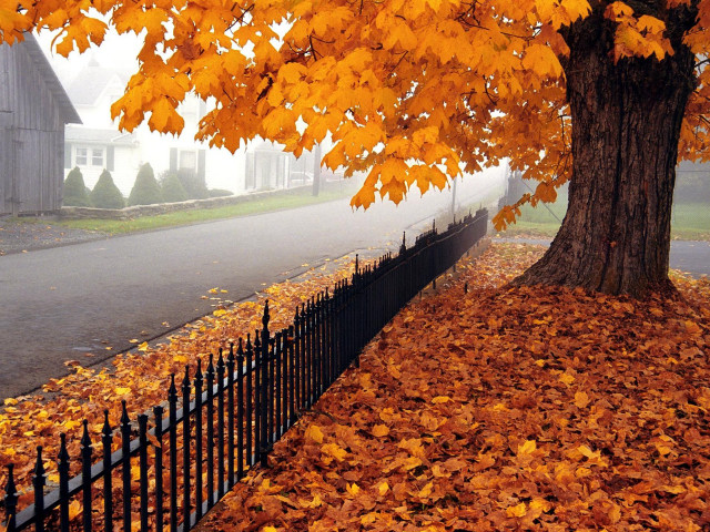 Tree yellow leaves fence house free wallpaper for desktop - medium preview image