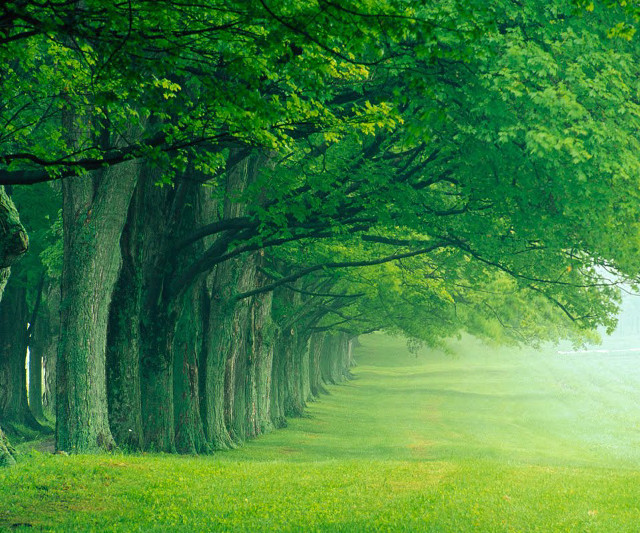 Trees grassy field path distance free wallpaper for desktop - medium preview image