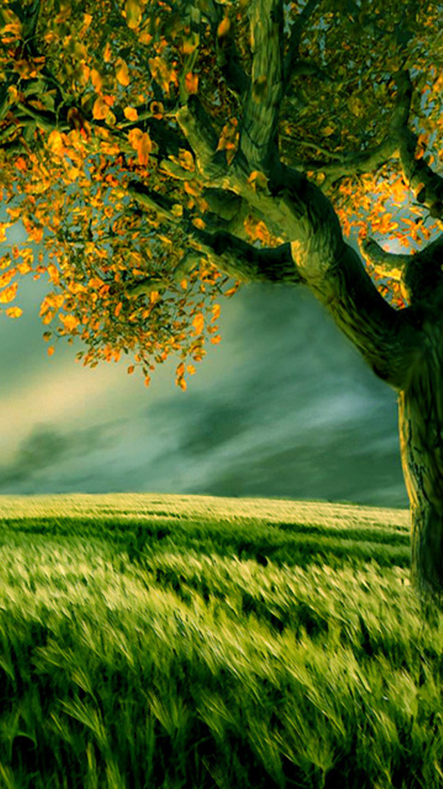 Tree field sky background clouds free wallpaper for mobile - medium preview image