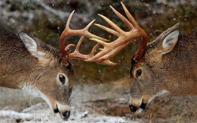 Two deers facing snow antlers free wallpaper for desktop - medium preview image