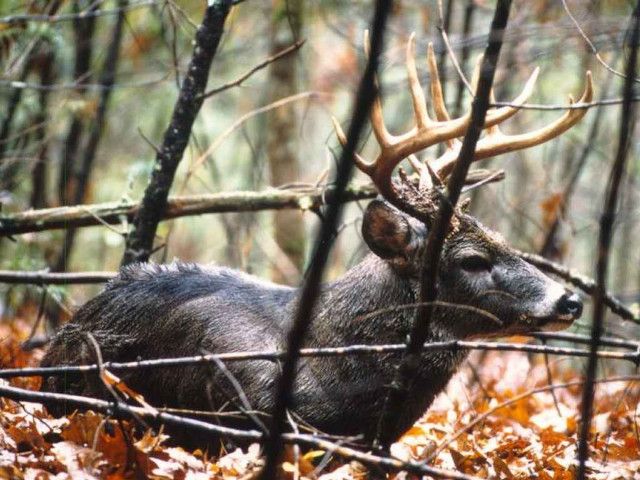 Deer antlers laying woods leaves free wallpaper for desktop - medium preview image