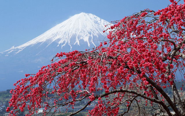 Tree red flowers mountain snow free wallpaper for desktop - medium preview image