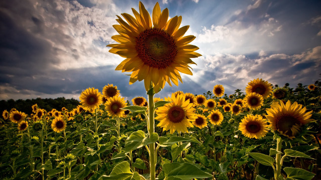 Sunflower field cloudy sky background free wallpaper for desktop - medium preview image