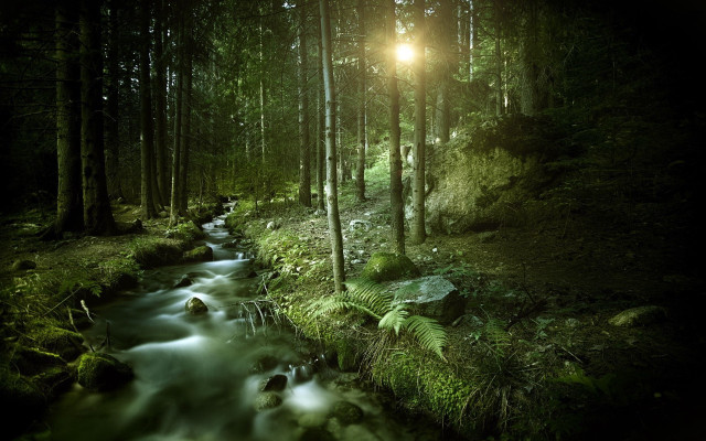 Stream forest light trees nature free wallpaper for desktop - medium preview image