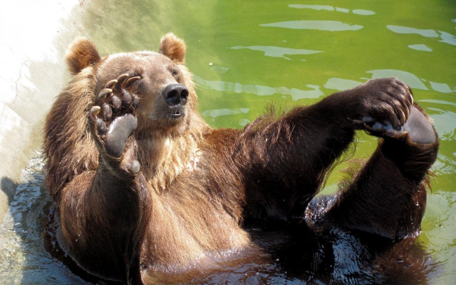 Bear swimming paws up water free wallpaper for desktop - medium preview image