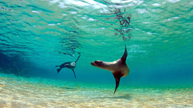 Seal swimming underwater nearby ocean free wallpaper for desktop - medium preview image