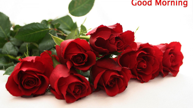 Red roses white table green free wallpaper for desktop - medium preview image