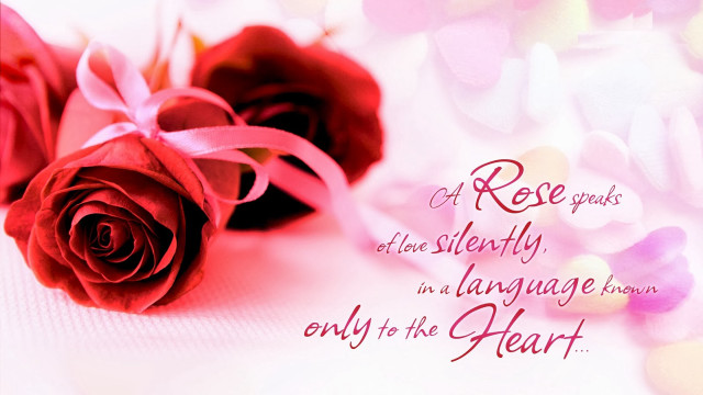 Two roses pink ribbon white free wallpaper for desktop - medium preview image