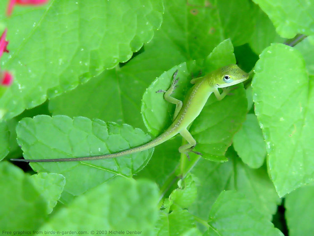 Lizard leafy plant water droplets free wallpaper for desktop - medium preview image