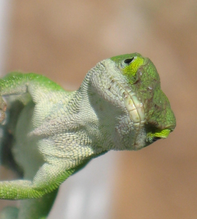 Green lizard yellow spot face free wallpaper for tablet - medium preview image