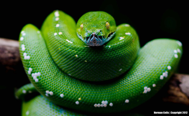 Green snake curled branch white free wallpaper for desktop - medium preview image