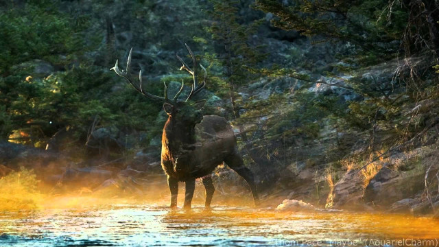 Deer river trees rocks yellow free wallpaper for desktop - medium preview image