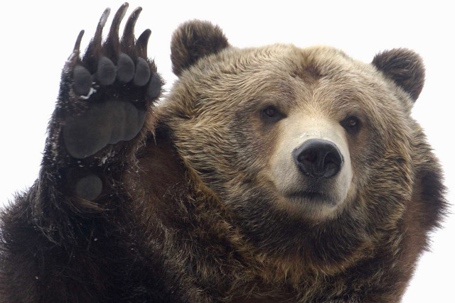 Brown bear paw raised air free wallpaper for desktop - medium preview image