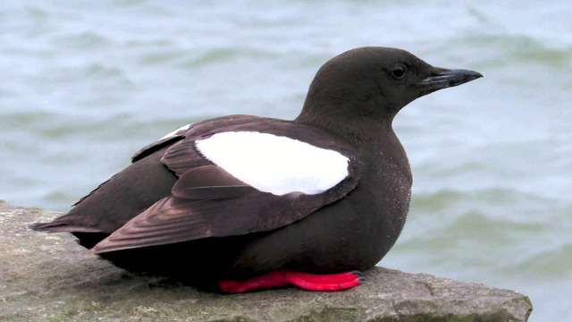 Bird rock water wings spread free wallpaper for desktop - medium preview image