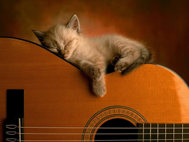 Kitten sleeping guitar strings head free wallpaper for desktop - medium preview image
