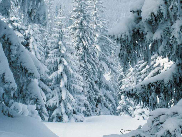 Skiing winter snowy forest mountains free wallpaper for desktop - medium preview image
