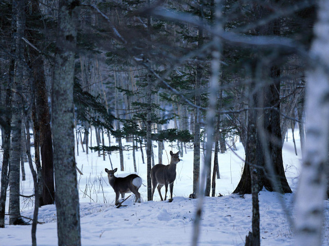 Two deer snow forest trees free wallpaper for desktop - medium preview image