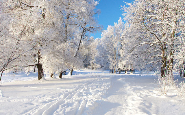 Snowy path forest trees ice free wallpaper for desktop - medium preview image