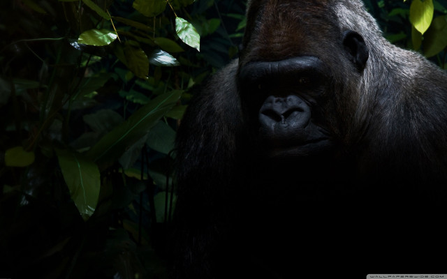 Gorilla forest trees leaves neck free wallpaper for desktop - medium preview image