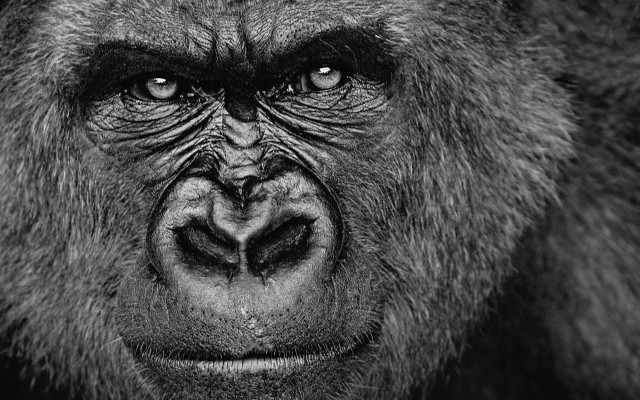 Gorilla black white photo face free wallpaper for desktop - medium preview image