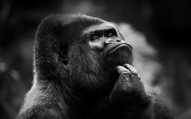 Gorilla black white looking up free wallpaper for desktop - medium preview image