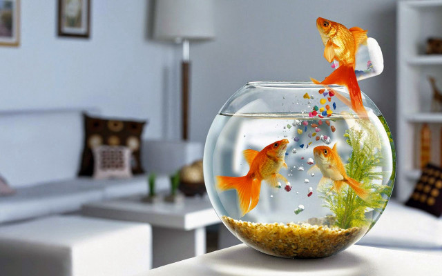 Fish bowl goldfish living room free wallpaper for desktop - medium preview image