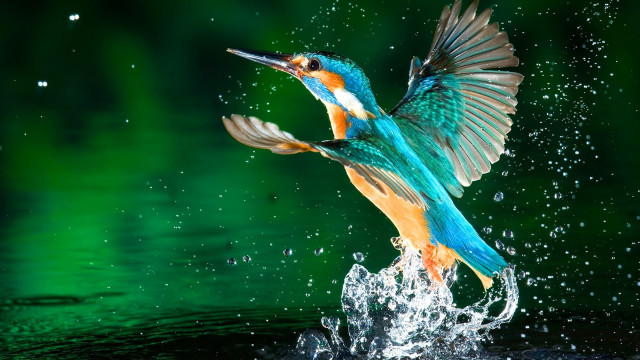 Colorful bird flying water splashing #2 free wallpaper for desktop - medium preview image