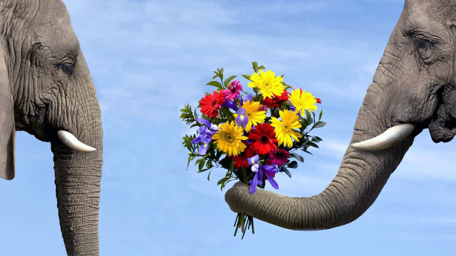 Elephants flowers trunks facing sky free wallpaper for desktop - medium preview image