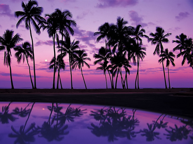 Purple sunset palm trees reflection free wallpaper for desktop - medium preview image