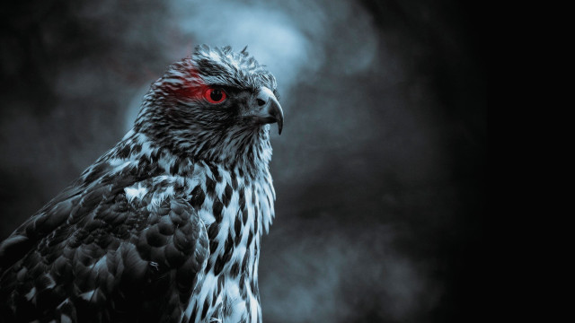 Bird red eyes dark smokey free wallpaper for desktop - medium preview image