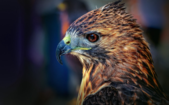 Bird of prey close up #2 free wallpaper for desktop - medium preview image