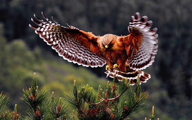 Bird prey flying pine branch free wallpaper for desktop - medium preview image
