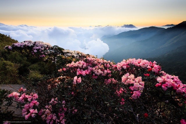 Mountain pink flowers sunset clouds free wallpaper for desktop - medium preview image