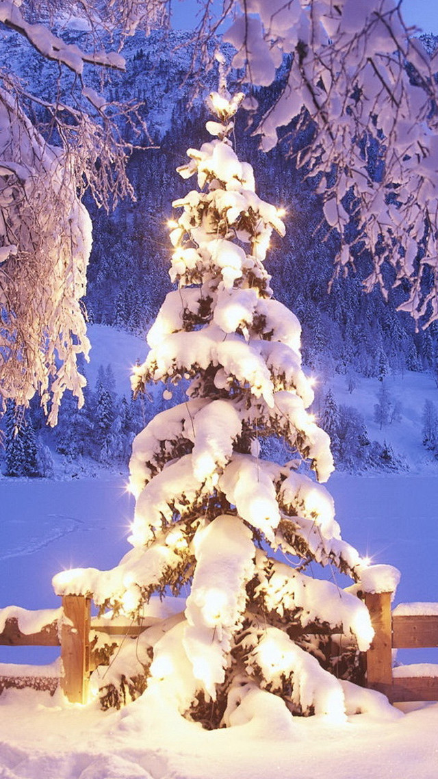 Snowy tree with lights in free wallpaper for mobile - medium preview image