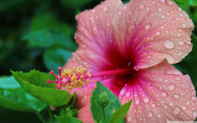 Pink flower water droplets green #7 free wallpaper for desktop - medium preview image