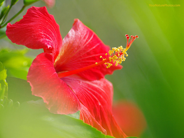 Red flower yellow stamen green #2 free wallpaper for desktop - medium preview image