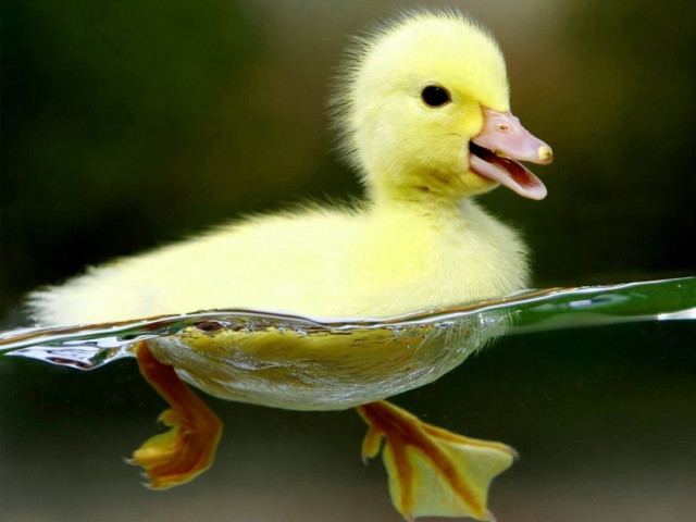 Duckling swimming pool water tongue free wallpaper for desktop - medium preview image