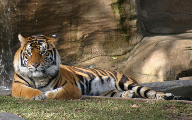 Tiger laying grass waterfall rocks free wallpaper for desktop - medium preview image