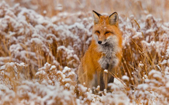 Fox standing field tall grass free wallpaper for desktop - medium preview image