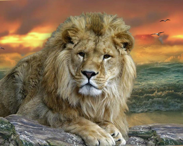 Lion rock sunset sky birds free wallpaper for desktop - medium preview image