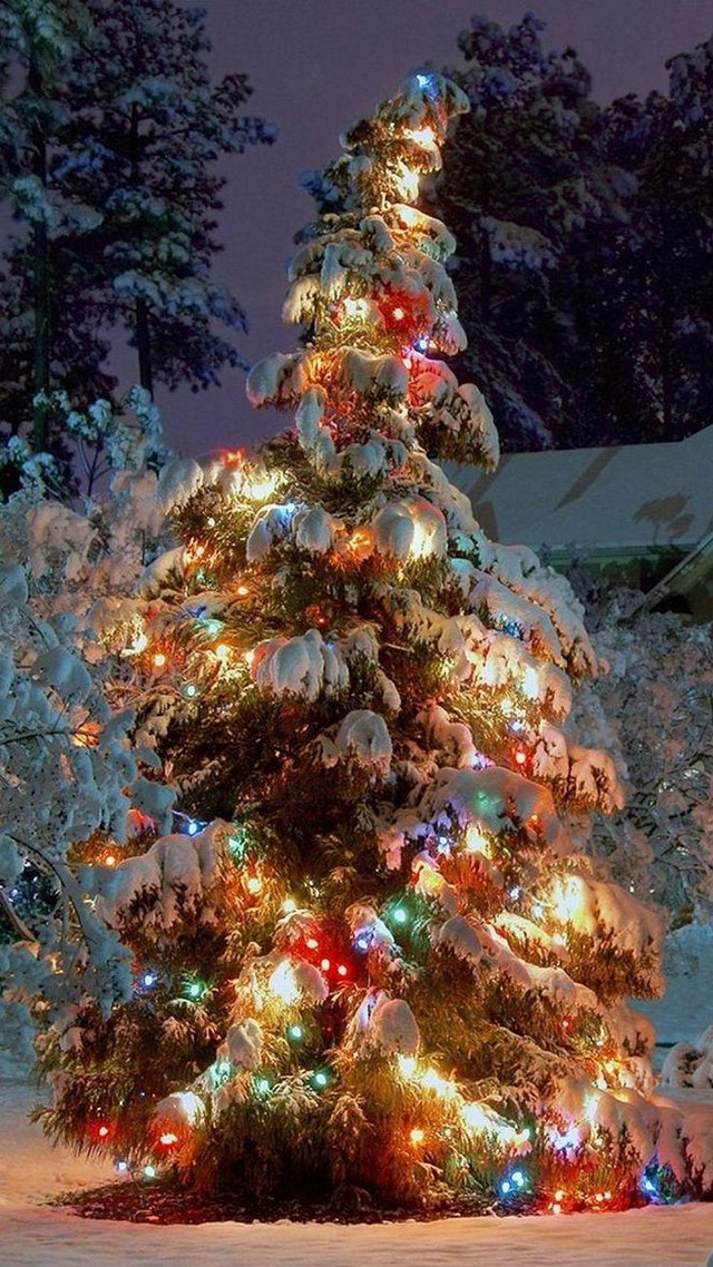 Christmas tree lit snow night free wallpaper for mobile - medium preview image