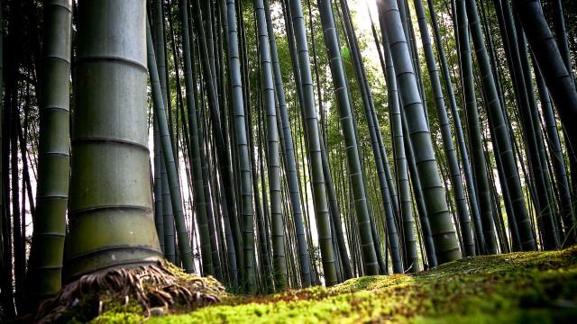Bamboo forest trees moss growing free wallpaper for desktop - medium preview image