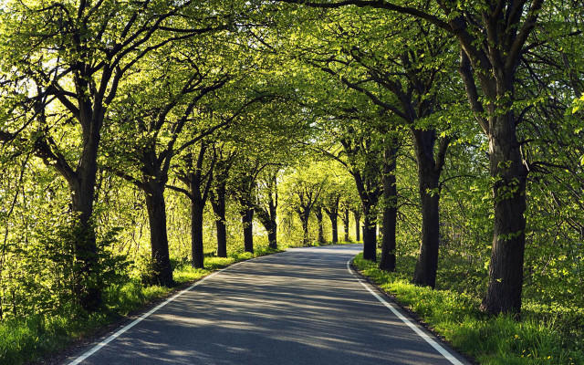 Road trees forest grass bench free wallpaper for desktop - medium preview image
