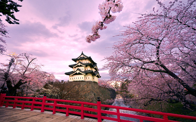 Red bridge castle cherry blossoms #2 free wallpaper for desktop - medium preview image